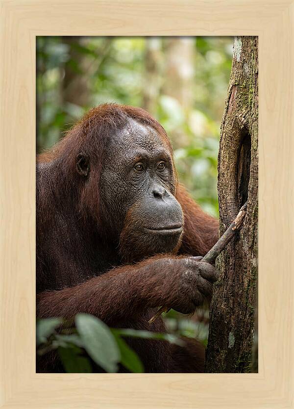 Asian Orangutan Using Tool
