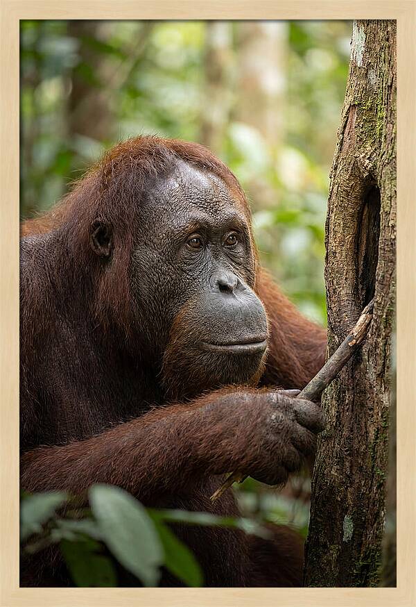 Asian Orangutan Using Tool