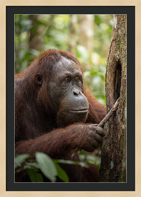 Asian Orangutan Using Tool