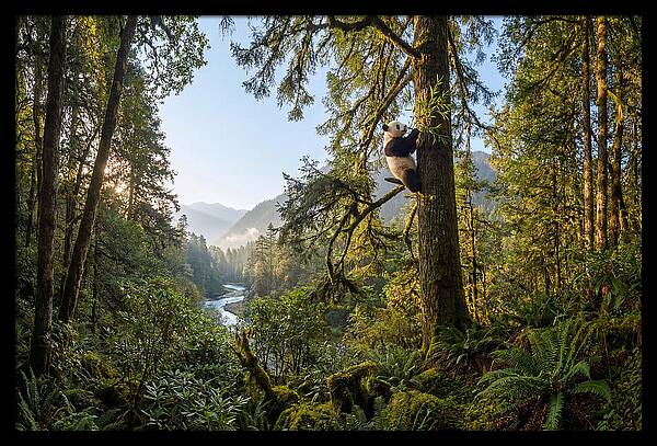Asian Panda In Serene Habitat