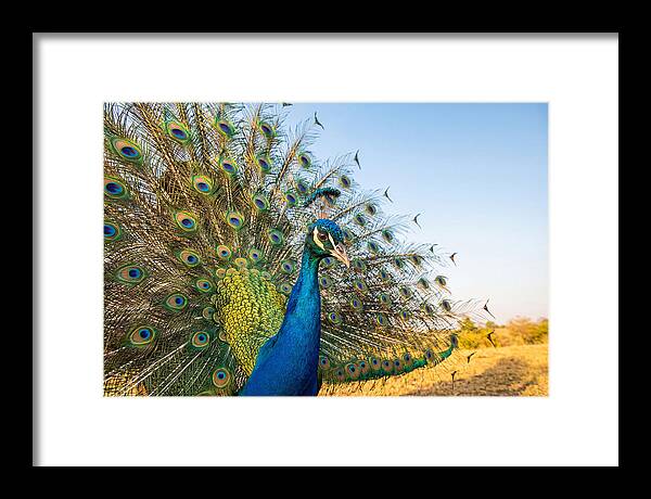 Asian Peacock Display