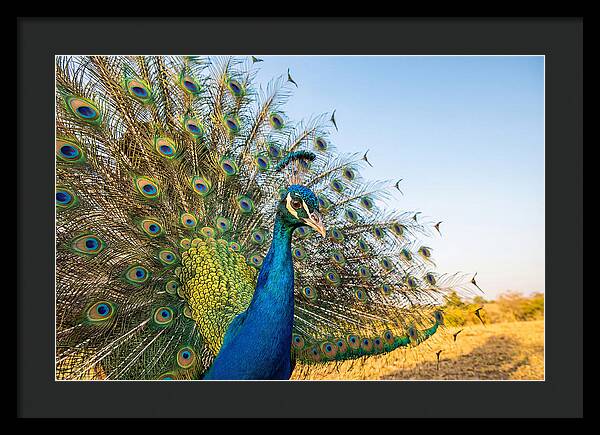 Asian Peacock Display