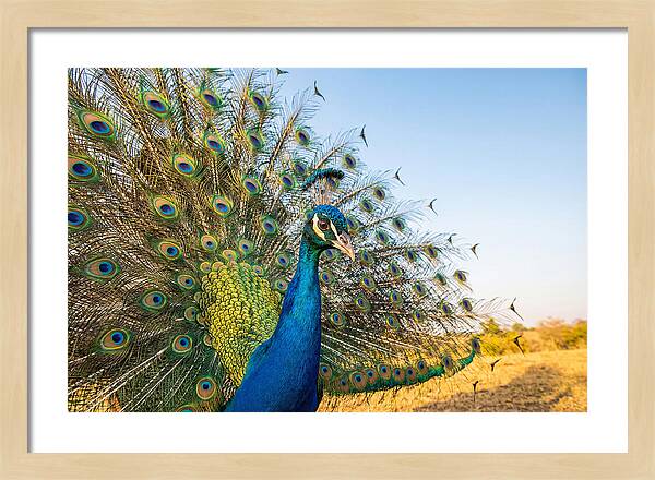 Asian Peacock Display