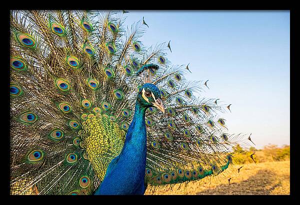 Asian Peacock Display