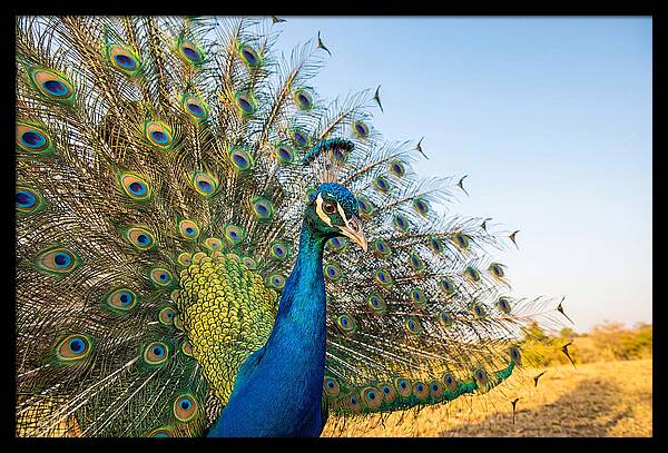 Asian Peacock Display