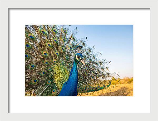 Asian Peacock Display