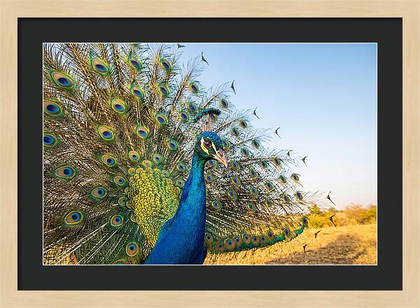 Asian Peacock Display