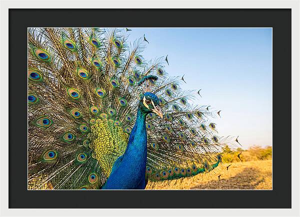 Asian Peacock Display
