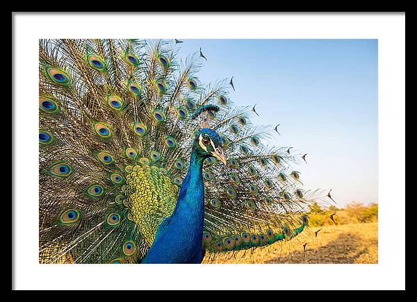 Asian Peacock Display
