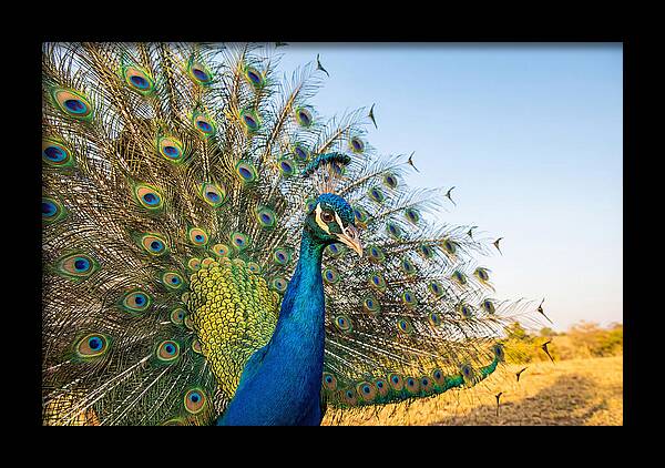 Asian Peacock Display