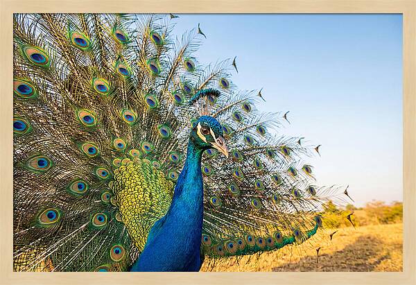 Asian Peacock Display