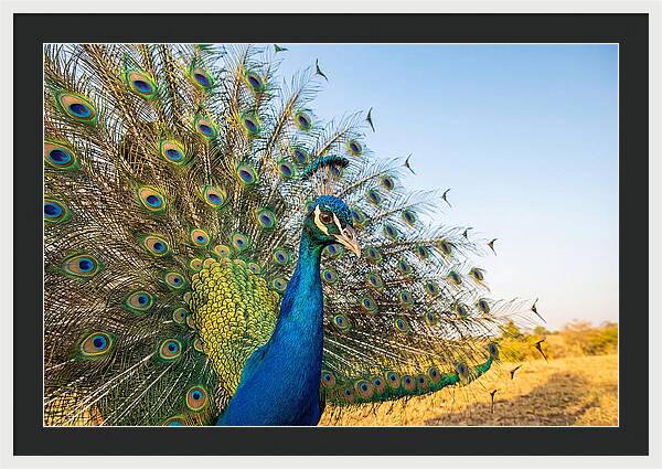 Asian Peacock Display