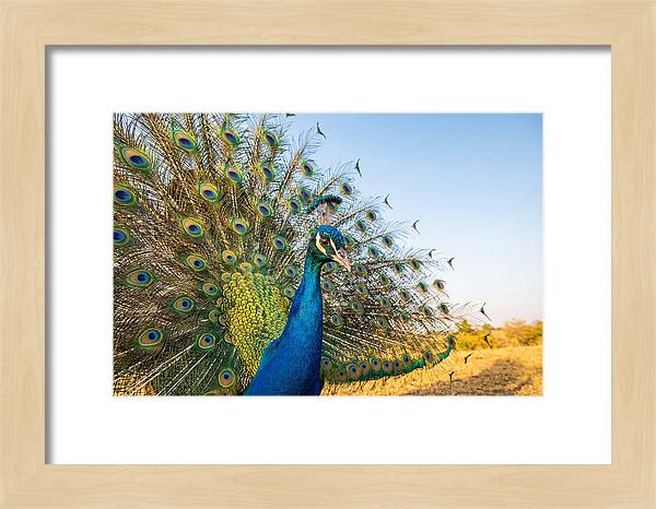 Asian Peacock Display