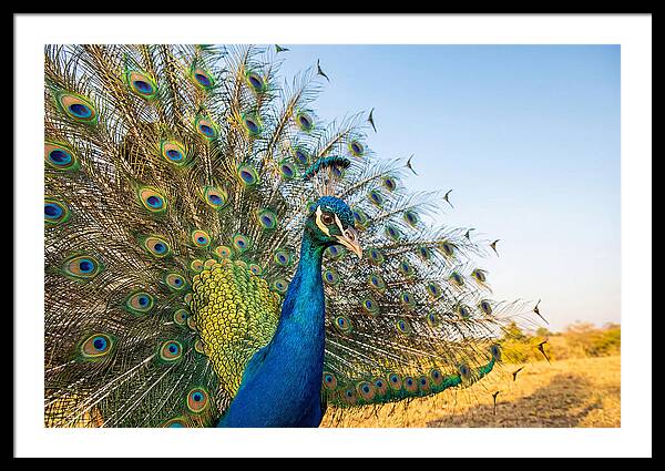 Asian Peacock Display