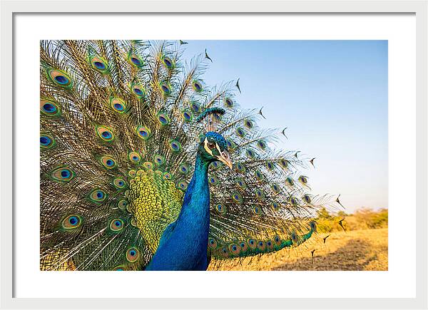 Asian Peacock Display