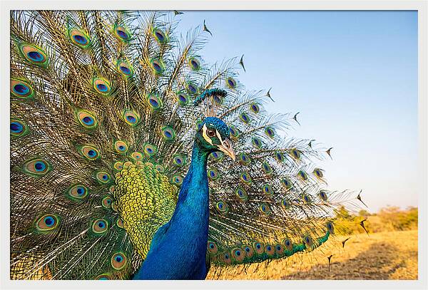 Asian Peacock Display