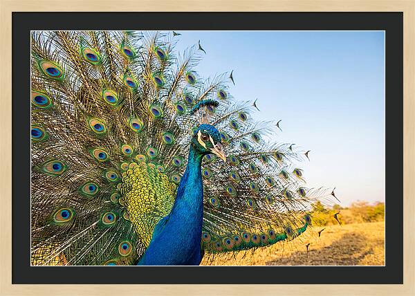 Asian Peacock Display