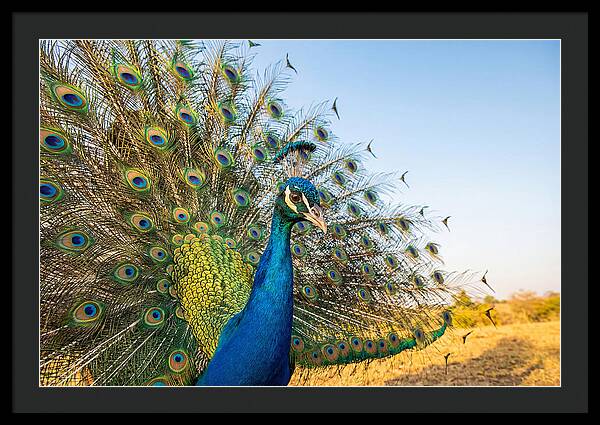 Asian Peacock Display