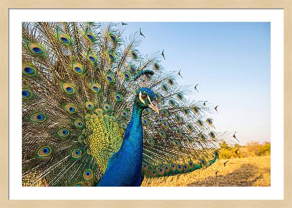 Asian Peacock Display
