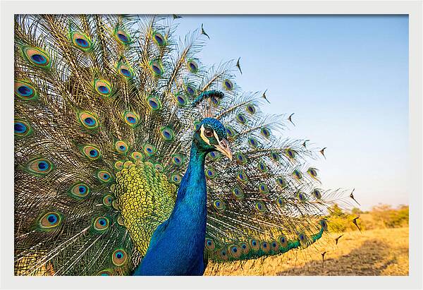 Asian Peacock Display