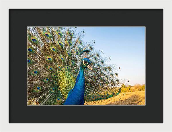 Asian Peacock Display