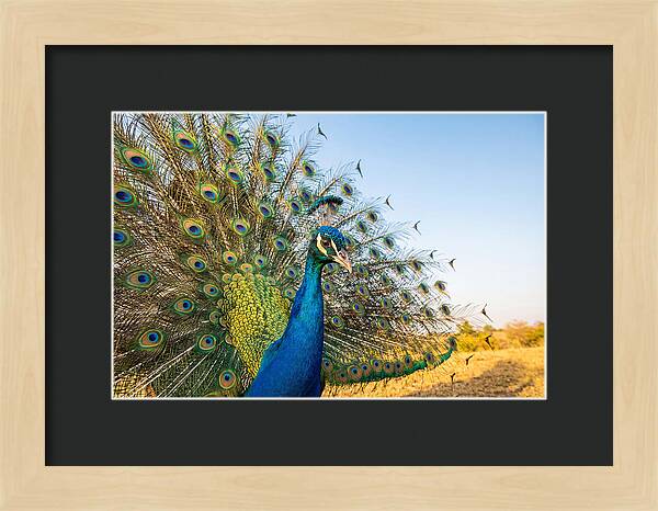 Asian Peacock Display