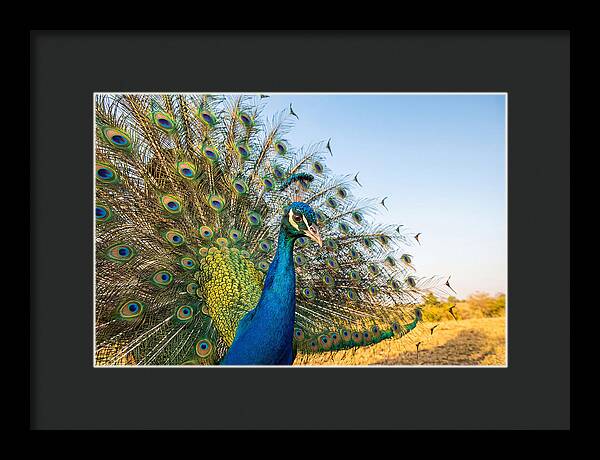 Asian Peacock Display