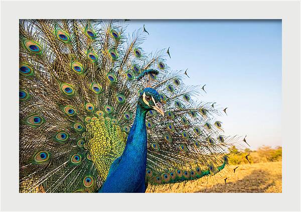 Asian Peacock Display