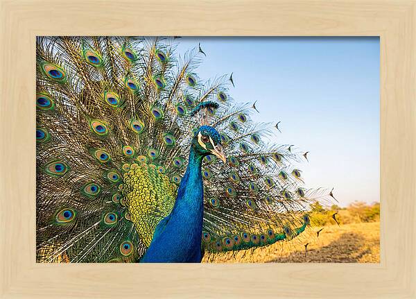Asian Peacock Display