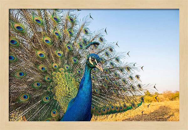 Asian Peacock Display