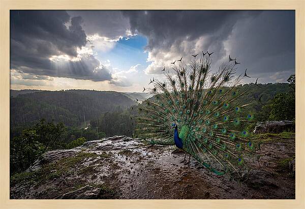 Asian Peacock Displaying In Rain