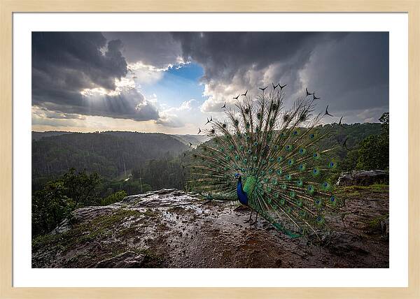 Asian Peacock Displaying In Rain