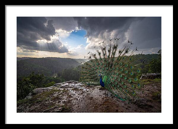 Asian Peacock Displaying In Rain