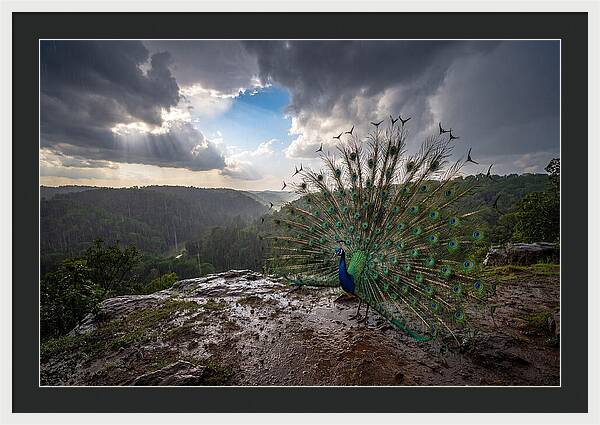 Asian Peacock Displaying In Rain