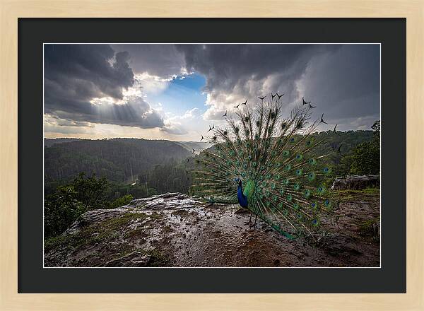 Asian Peacock Displaying In Rain