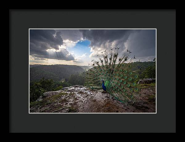 Asian Peacock Displaying In Rain