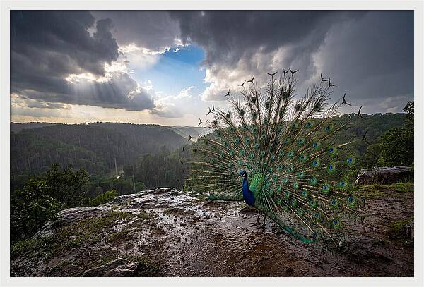 Asian Peacock Displaying In Rain