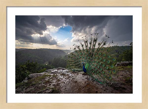 Asian Peacock Displaying In Rain