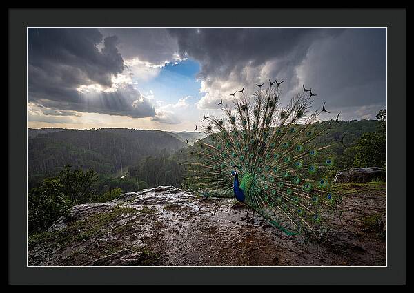 Asian Peacock Displaying In Rain