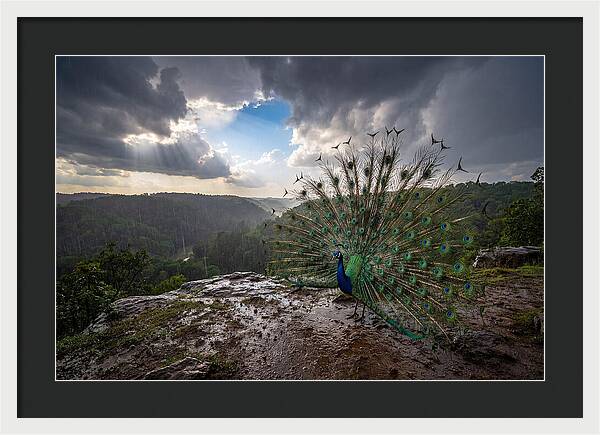 Asian Peacock Displaying In Rain