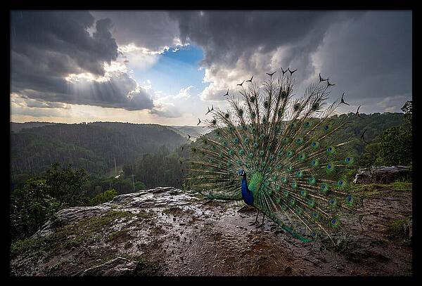 Asian Peacock Displaying In Rain