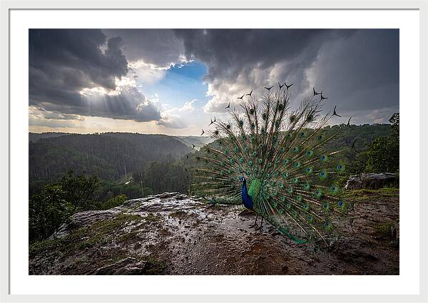 Asian Peacock Displaying In Rain