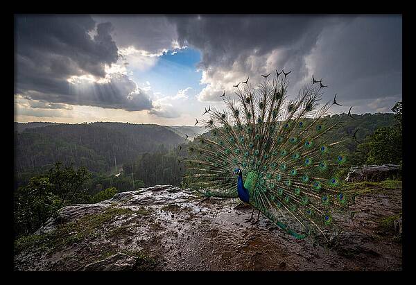 Asian Peacock Displaying In Rain