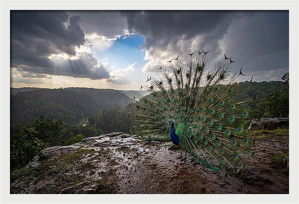 Asian Peacock Displaying In Rain