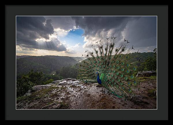 Asian Peacock Displaying In Rain