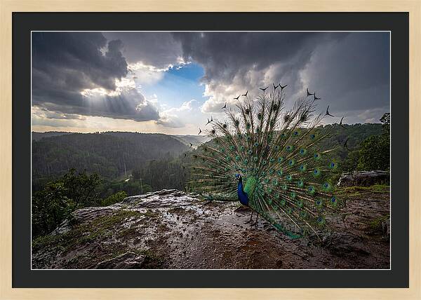 Asian Peacock Displaying In Rain