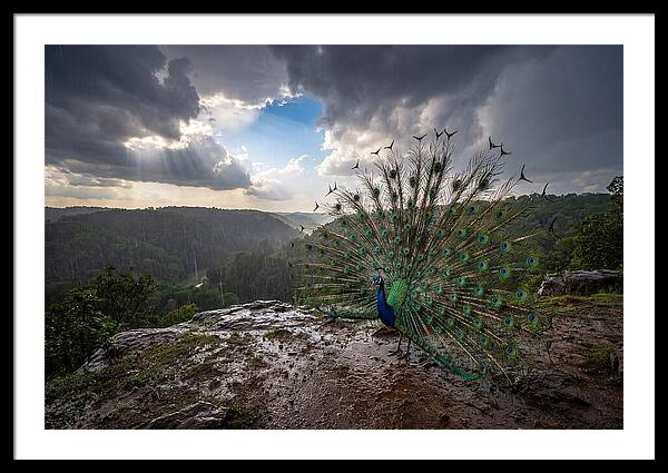 Asian Peacock Displaying In Rain