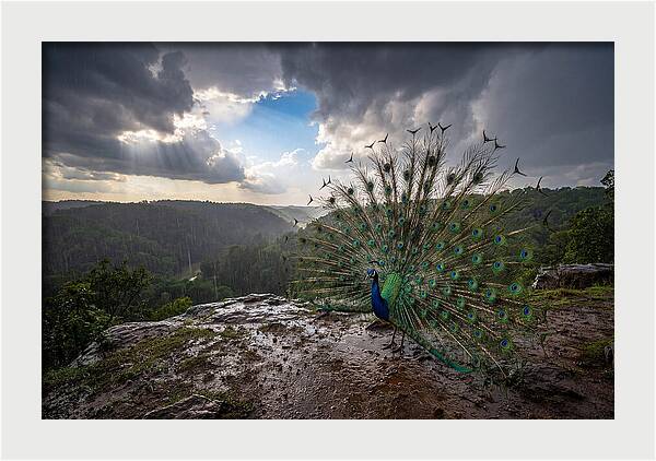 Asian Peacock Displaying In Rain