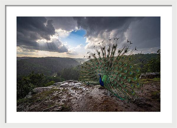 Asian Peacock Displaying In Rain