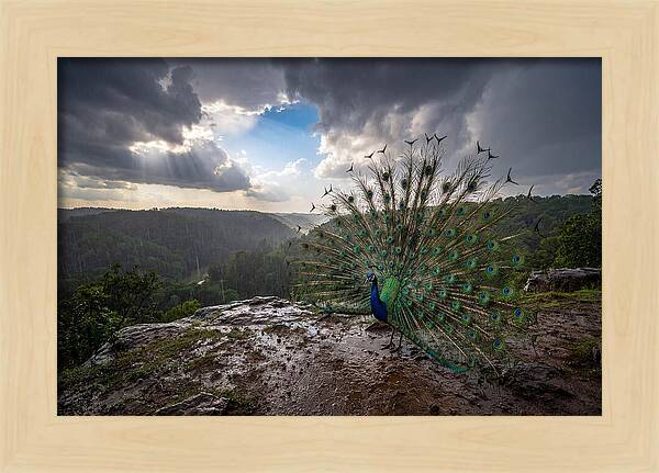 Asian Peacock Displaying In Rain
